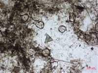 登錄號:A00004561藏品圖，第3張