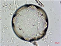 登錄號:A00004561藏品圖，第4張