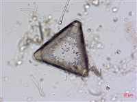 登錄號:A00004561藏品圖，第5張