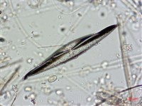 登錄號:A00004561藏品圖，第9張