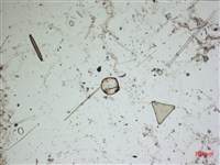 登錄號:A00004562藏品圖，第2張