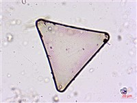 登錄號:A00004562藏品圖，第3張