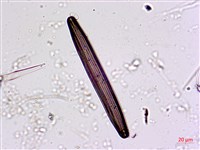 登錄號:A00004562藏品圖，第5張