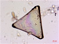 登錄號:A00004563藏品圖，第6張