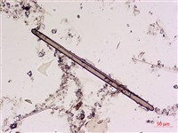 登錄號:A00004563藏品圖，第8張