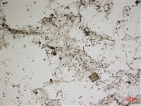 登錄號:A00004564藏品圖，第2張