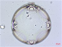 登錄號:A00004565藏品圖，第8張
