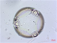 登錄號:A00004565藏品圖，第9張