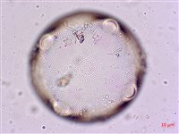 登錄號:A00004567藏品圖，第4張