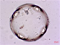 登錄號:A00004567藏品圖，第5張
