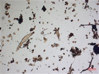 登錄號:A00004570藏品圖，第2張
