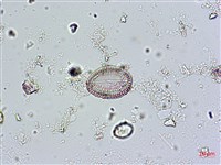 登錄號:A00004575藏品圖，第4張