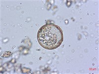 登錄號:A00004576藏品圖，第3張