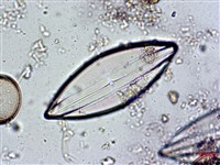 登錄號:A00004578藏品圖，第3張
