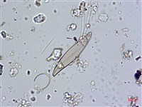 登錄號:A00004579藏品圖，第5張