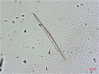 登錄號:A00004579藏品圖，第6張