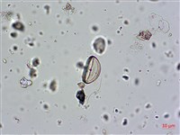 登錄號:A00004579藏品圖，第7張