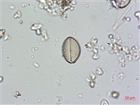登錄號:A00004580藏品圖，第3張