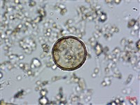 登錄號:A00004582藏品圖，第4張