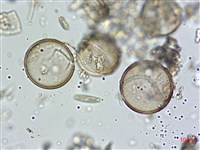 登錄號:A00004583藏品圖，第8張