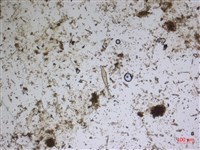 登錄號:A00004584藏品圖，第2張