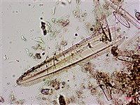 登錄號:A00004584藏品圖，第7張