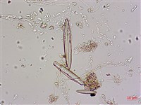 登錄號:A00004585藏品圖，第4張