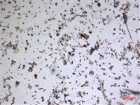 登錄號:A00004586藏品圖，第2張