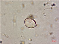 登錄號:A00004587藏品圖，第3張