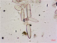 登錄號:A00004587藏品圖，第5張