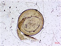 登錄號:A00004588藏品圖，第7張