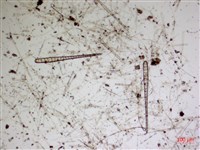 登錄號:A00004589藏品圖，第2張