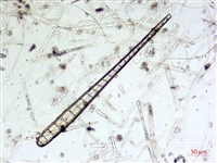登錄號:A00004589藏品圖，第3張