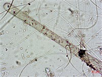 登錄號:A00004589藏品圖，第7張