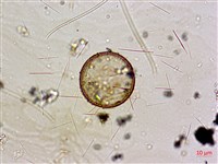 登錄號:A00004591藏品圖，第3張