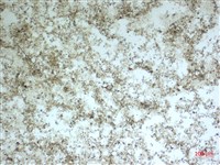登錄號:A00004594藏品圖，第2張