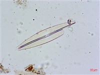 登錄號:A00004595藏品圖，第3張
