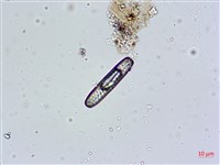 登錄號:A00004595藏品圖，第5張