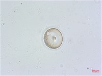 館號:A00004596藏品圖，第3張