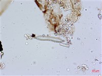 登錄號:A00004597藏品圖，第6張