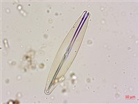 登錄號:A00004598藏品圖，第4張