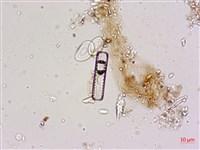 登錄號:A00004598藏品圖，第6張
