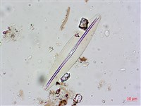 登錄號:A00004599藏品圖，第6張