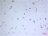 登錄號:A00004600藏品圖，第2張