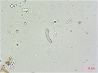 登錄號:A00004600藏品圖，第5張