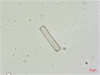 登錄號:A00004600藏品圖，第7張