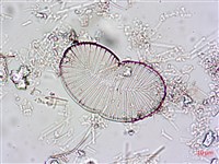 登錄號:A00004601藏品圖，第3張