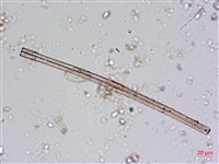 登錄號:A00004605藏品圖，第4張