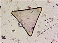 登錄號:A00004605藏品圖，第8張