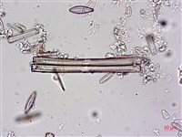 登錄號:A00004606藏品圖，第5張